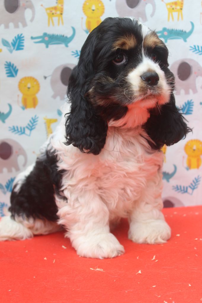 of caniland's dream - Chiots disponibles - American Cocker Spaniel
