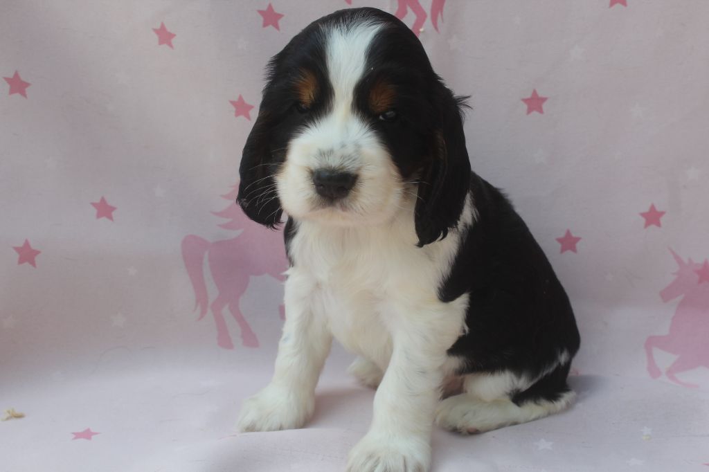 of caniland's dream - Chiots disponibles - Cocker Spaniel Anglais