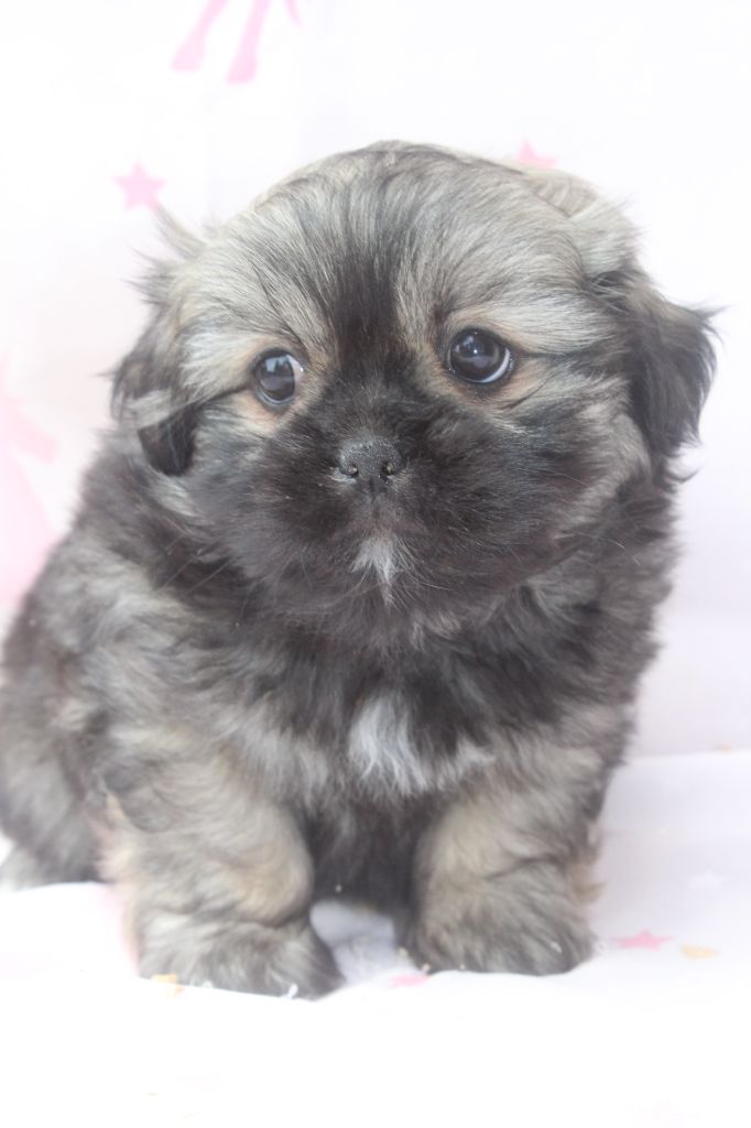 of caniland's dream - Chiots disponibles - Lhassa Apso