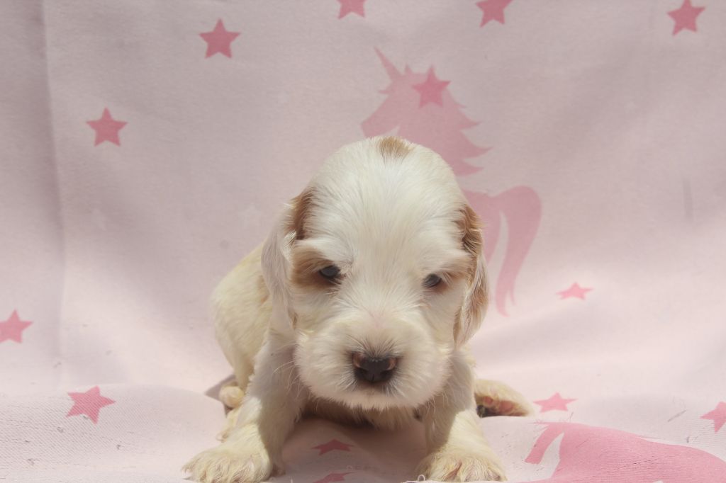 of caniland's dream - Chiots disponibles - Cocker Spaniel Anglais