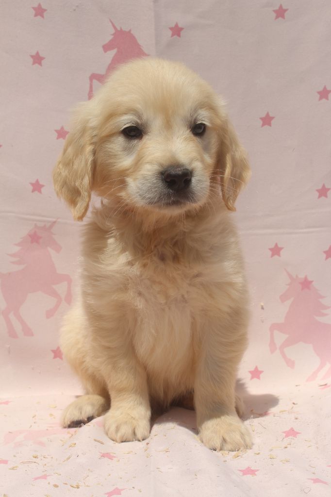 of caniland's dream - Chiots disponibles - Golden Retriever