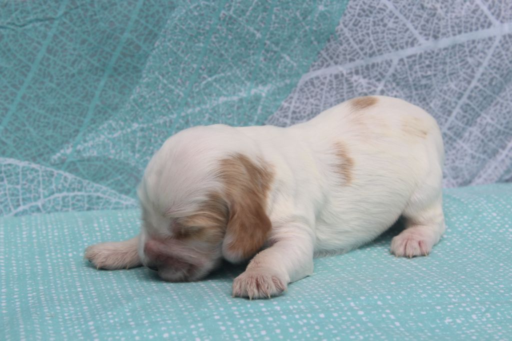 of caniland's dream - Chiots disponibles - Cocker Spaniel Anglais