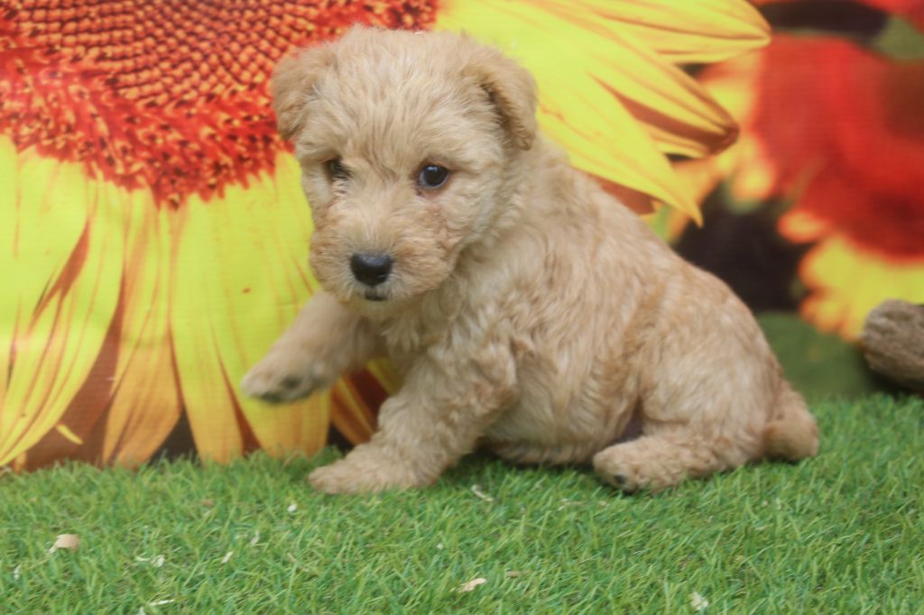 of caniland's dream - Chiots disponibles - Lakeland Terrier