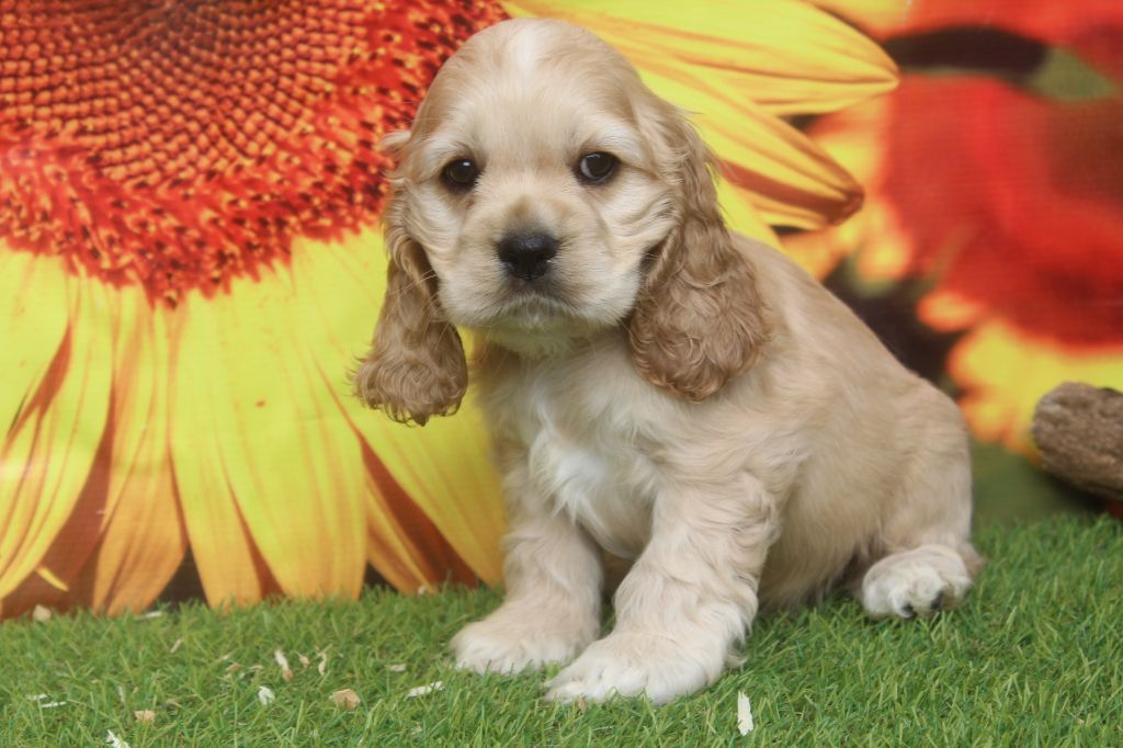 of caniland's dream - Chiots disponibles - American Cocker Spaniel