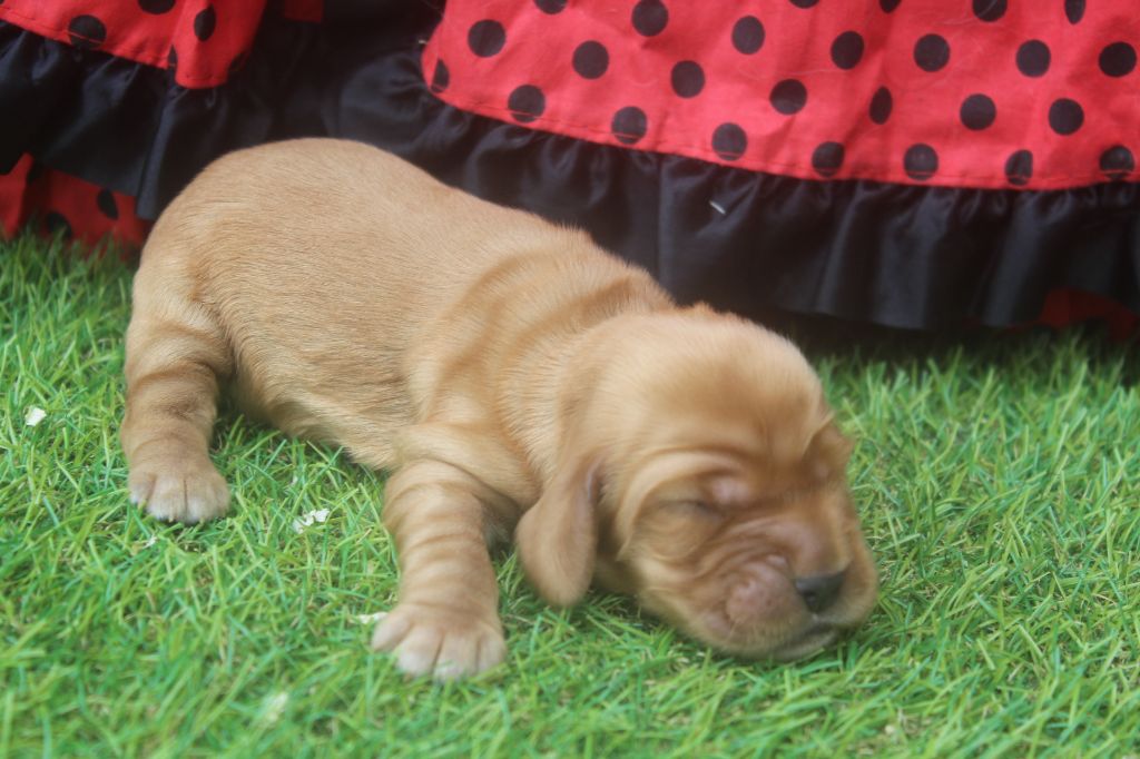 of caniland's dream - Chiots disponibles - Cocker Spaniel Anglais
