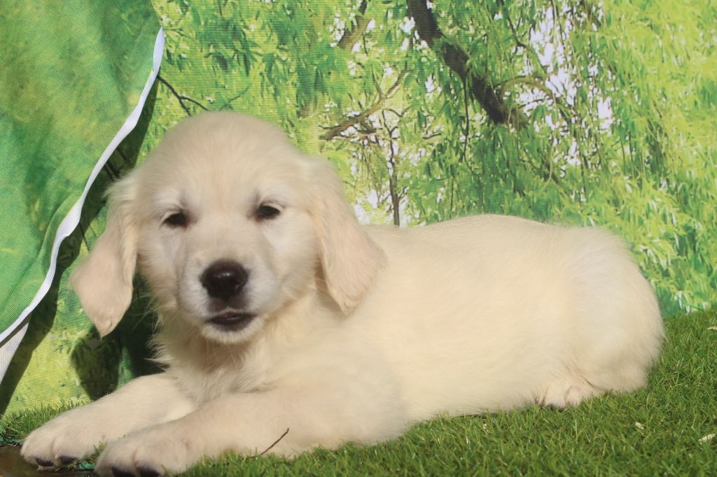of caniland's dream - Chiots disponibles - Golden Retriever