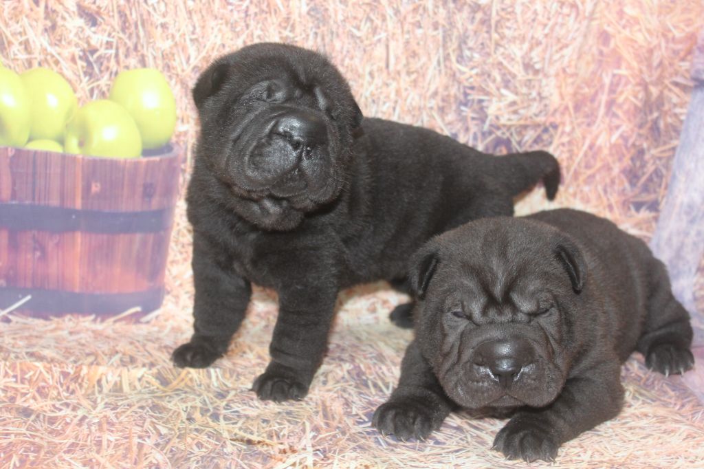 Chiot Shar Pei of caniland's dream
