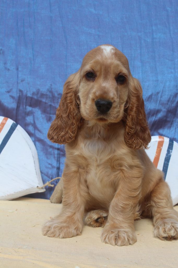 of caniland's dream - Chiots disponibles - Cocker Spaniel Anglais