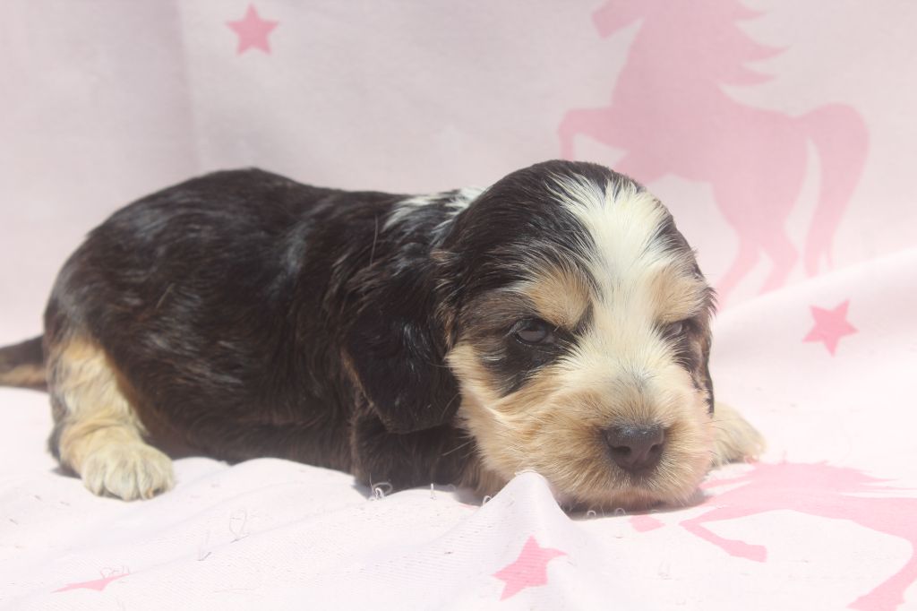 of caniland's dream - Chiots disponibles - Cocker Spaniel Anglais