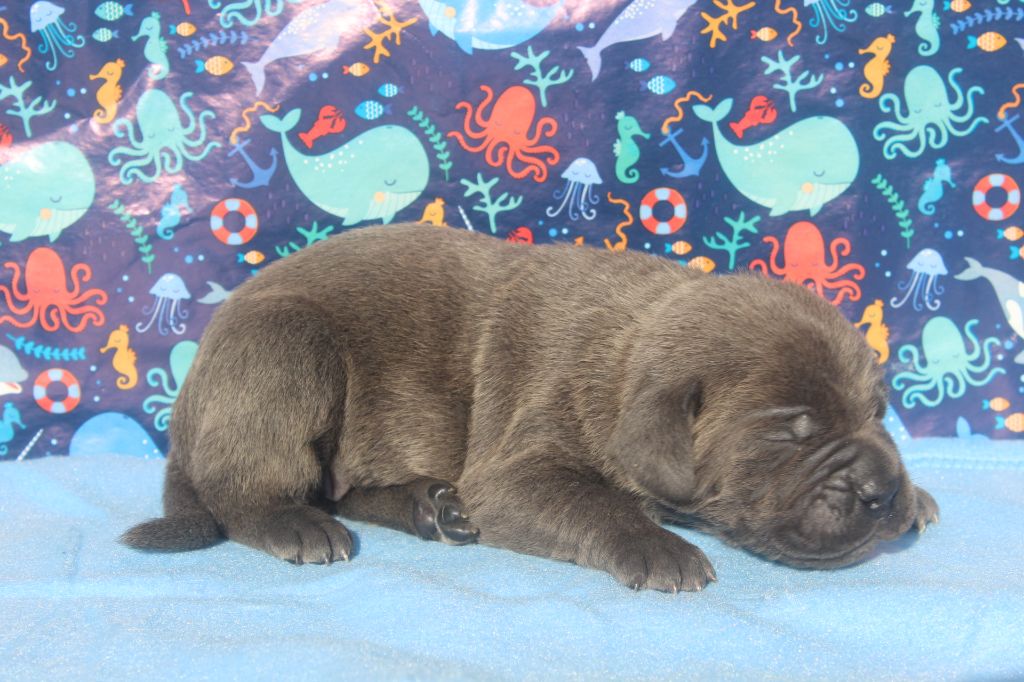 of caniland's dream - Chiots disponibles - Cane Corso