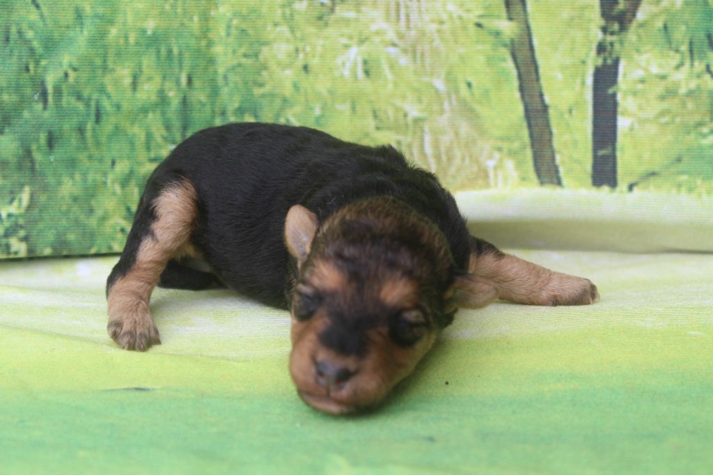 of caniland's dream - Chiots disponibles - Lakeland Terrier