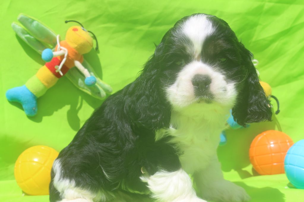 of caniland's dream - Chiots disponibles - American Cocker Spaniel
