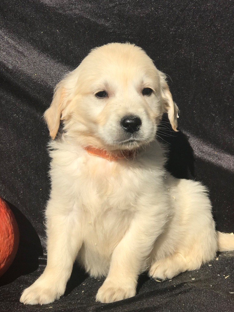 of caniland's dream - Chiots disponibles - Golden Retriever