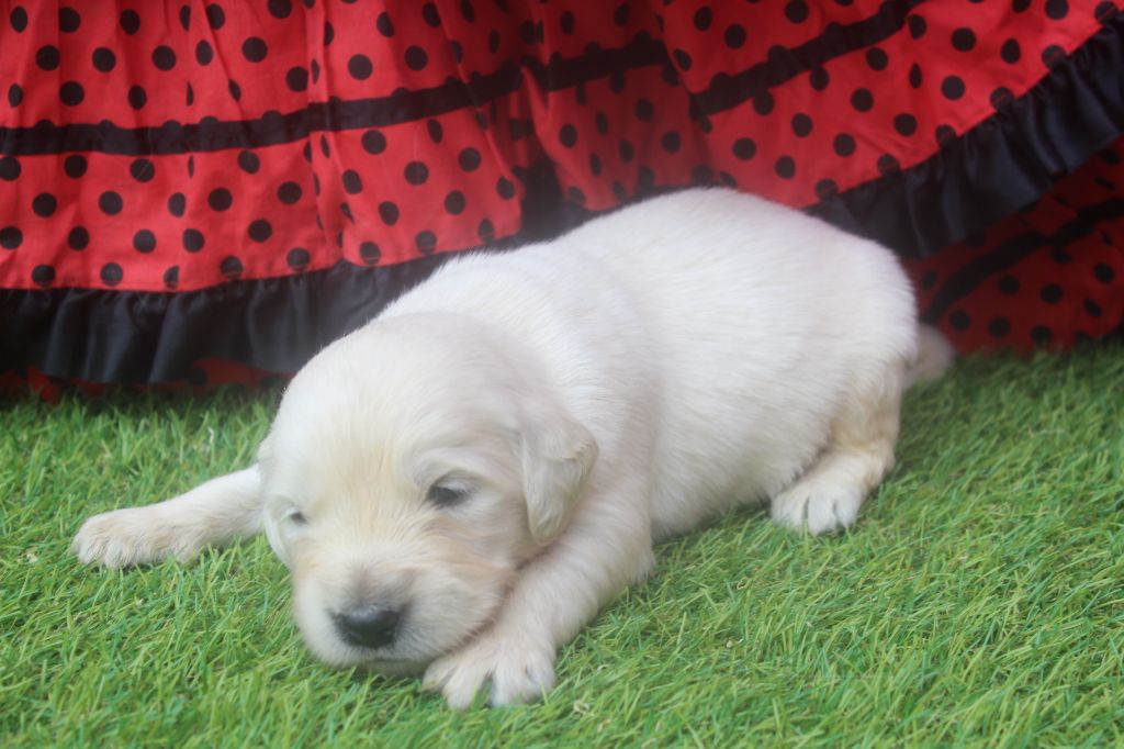 of caniland's dream - Chiots disponibles - Golden Retriever