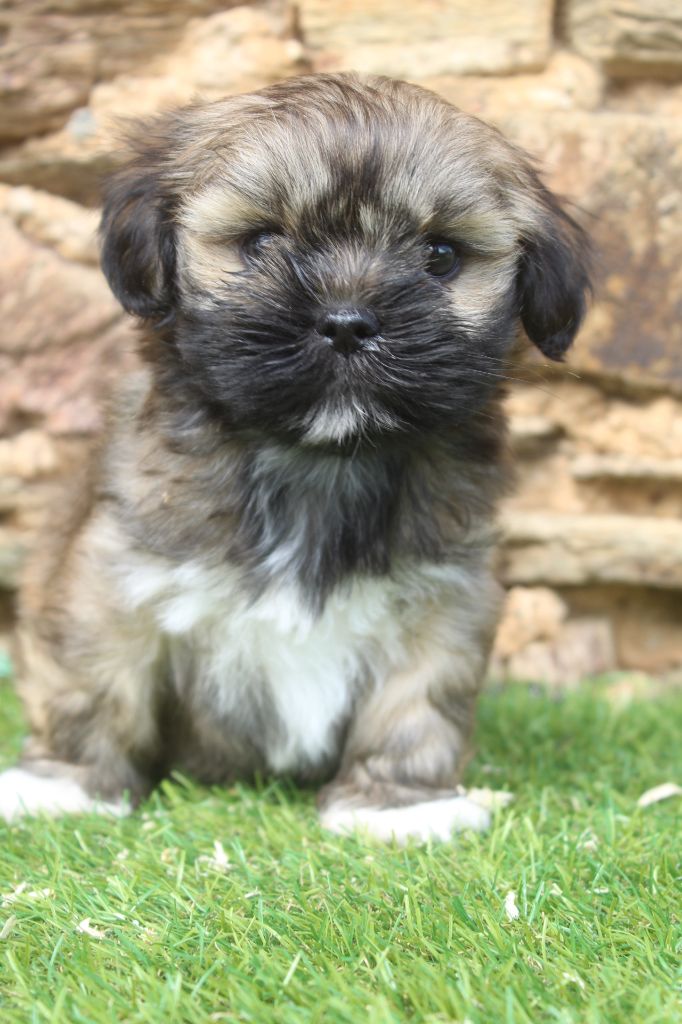 of caniland's dream - Chiots disponibles - Lhassa Apso
