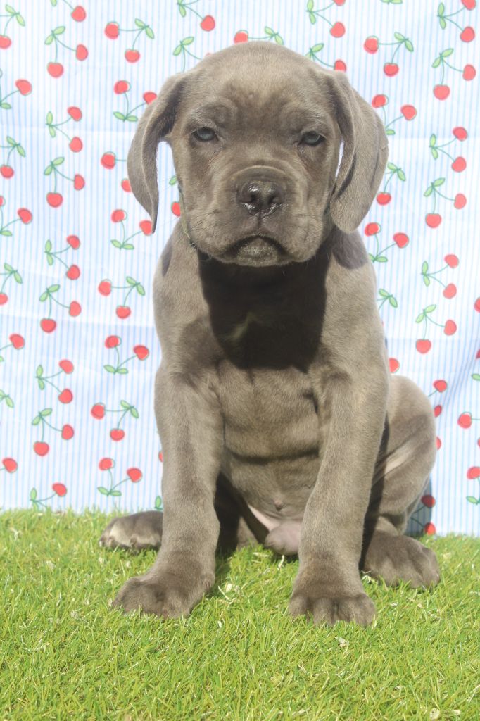 of caniland's dream - Chiots disponibles - Cane Corso