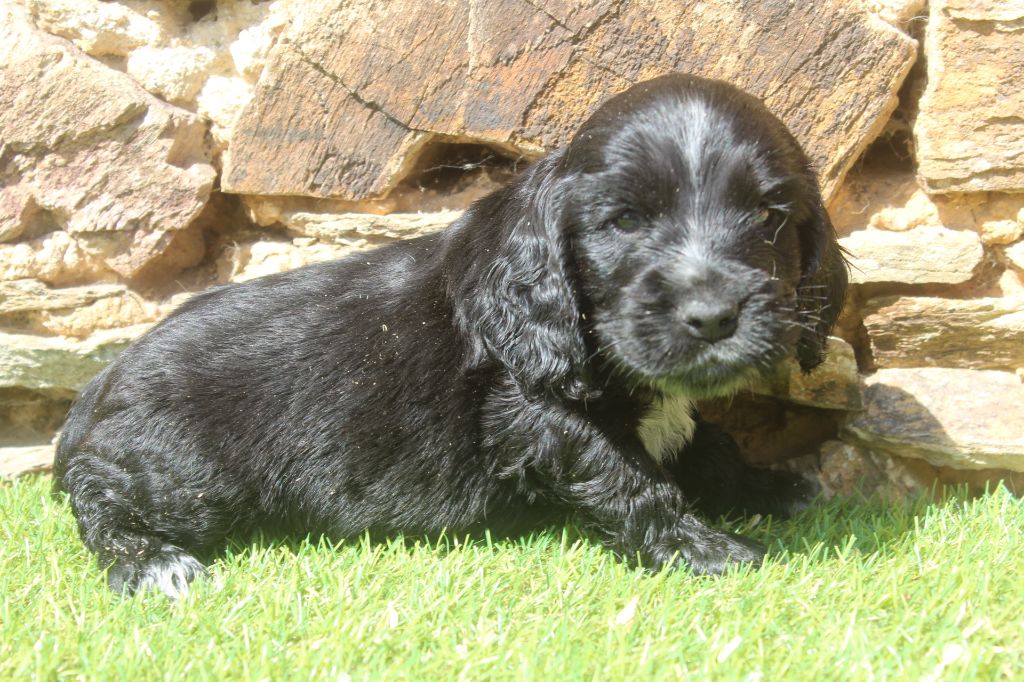 of caniland's dream - Chiots disponibles - Cocker Spaniel Anglais