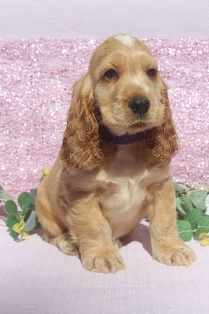 of caniland's dream - Chiots disponibles - Cocker Spaniel Anglais