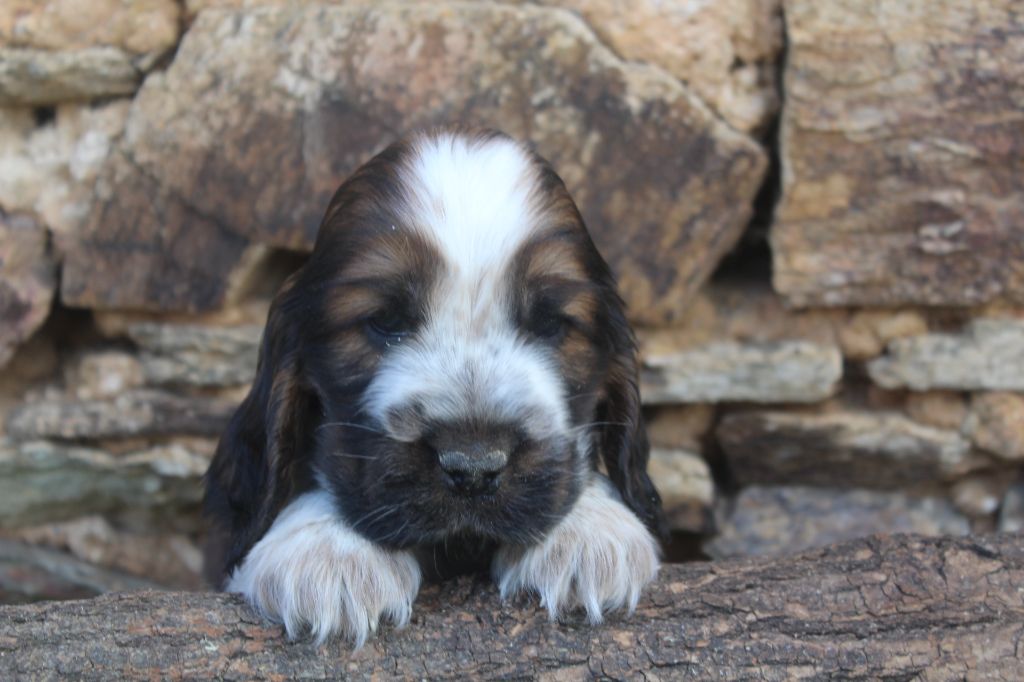 of caniland's dream - Chiots disponibles - Cocker Spaniel Anglais