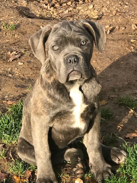 Chiot Cane Corso of caniland's dream