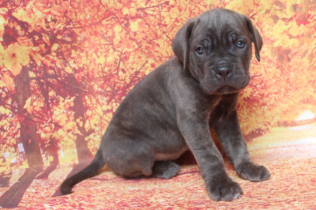 of caniland's dream - Chiots disponibles - Cane Corso