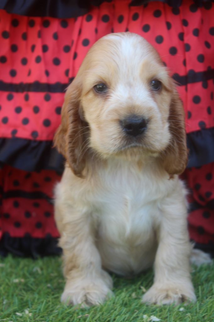 of caniland's dream - Chiots disponibles - Cocker Spaniel Anglais