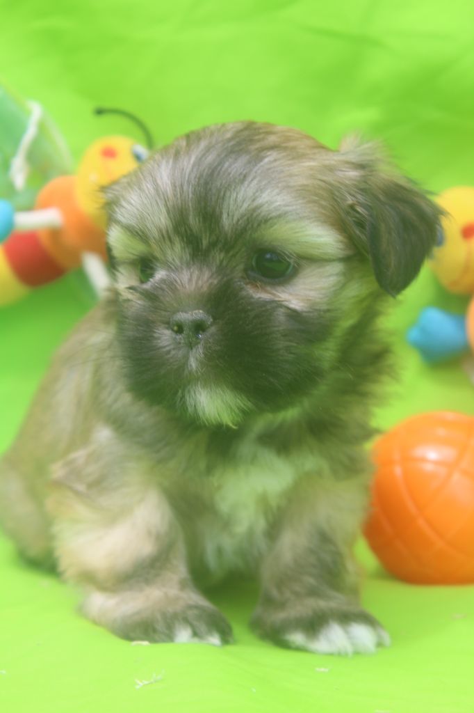 of caniland's dream - Chiots disponibles - Lhassa Apso