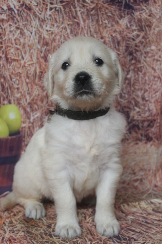 of caniland's dream - Chiots disponibles - Golden Retriever
