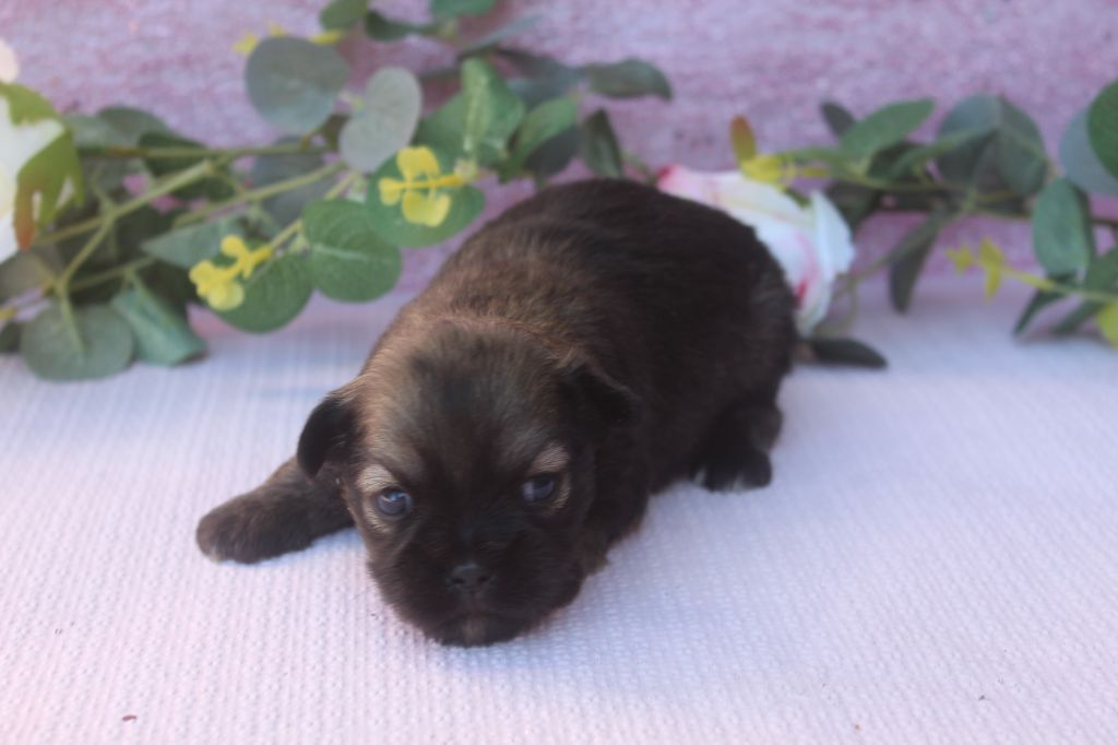 of caniland's dream - Chiots disponibles - Lhassa Apso