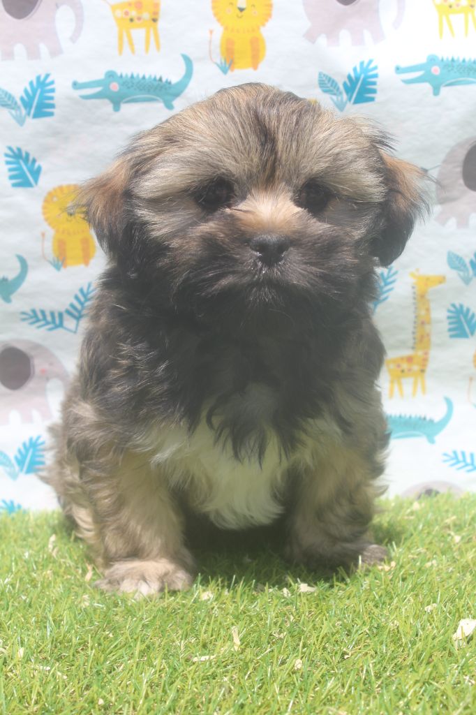 of caniland's dream - Chiots disponibles - Lhassa Apso