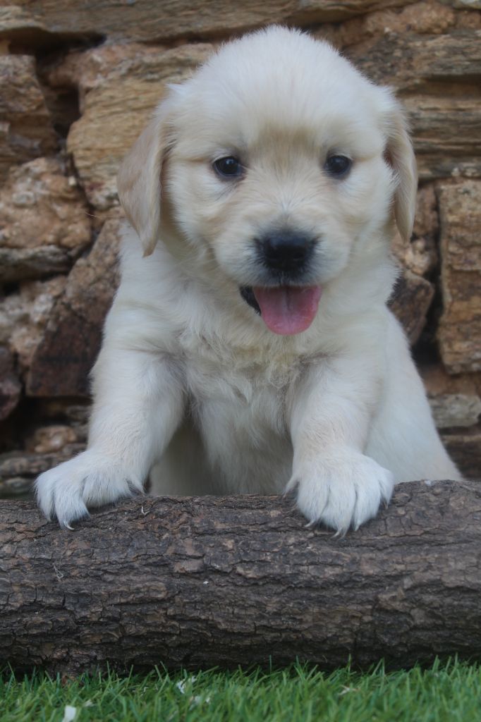 of caniland's dream - Chiots disponibles - Golden Retriever