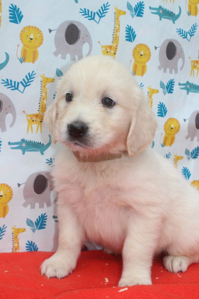 of caniland's dream - Chiots disponibles - Golden Retriever