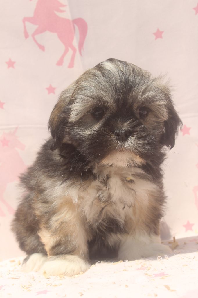 of caniland's dream - Chiots disponibles - Lhassa Apso