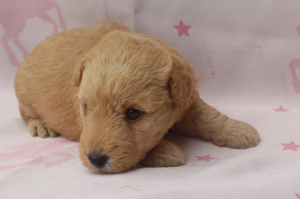 of caniland's dream - Chiots disponibles - Lakeland Terrier