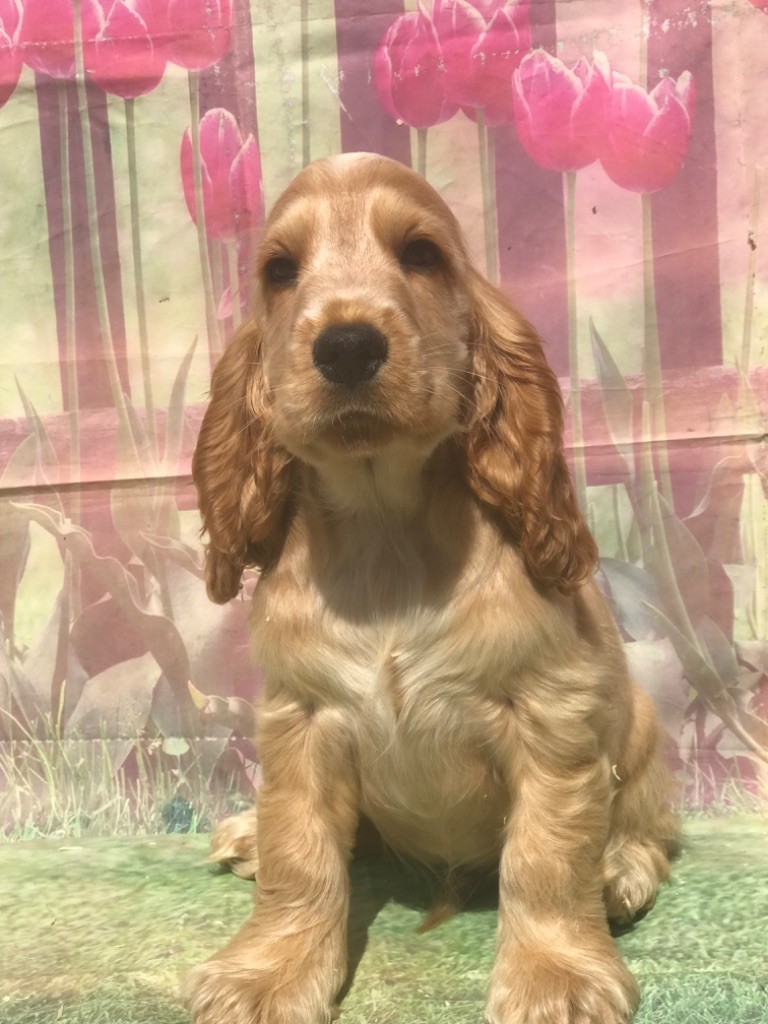 of caniland's dream - Chiots disponibles - Cocker Spaniel Anglais