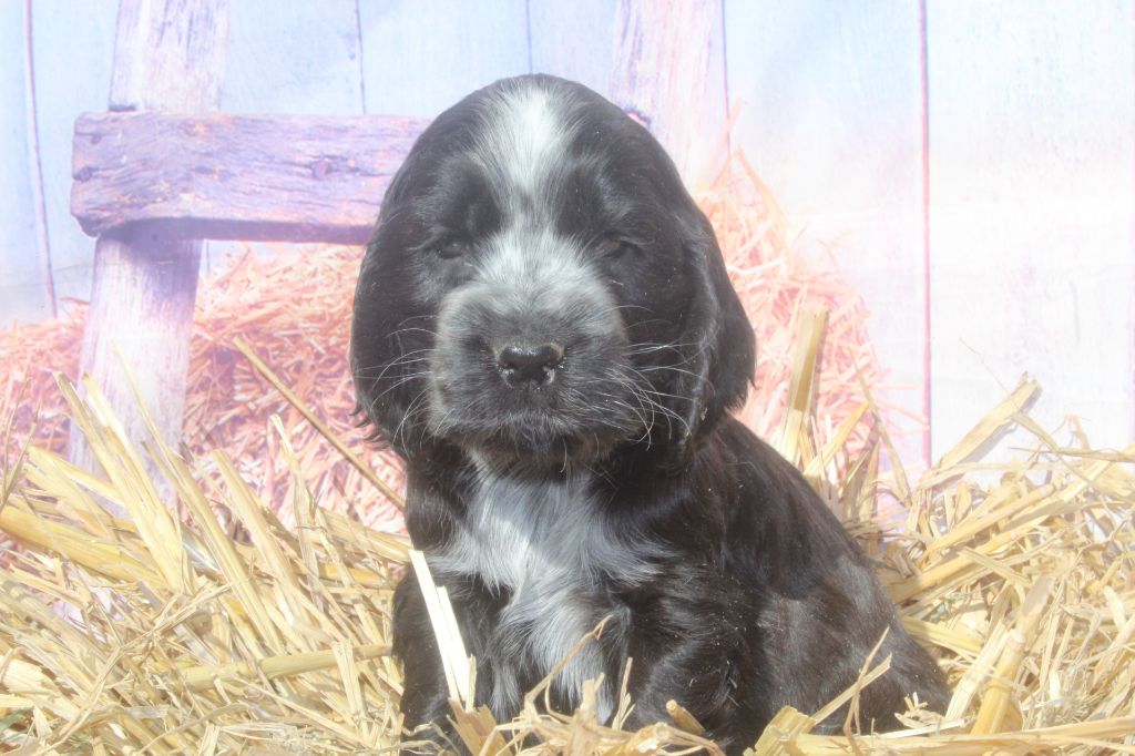 of caniland's dream - Chiots disponibles - Cocker Spaniel Anglais