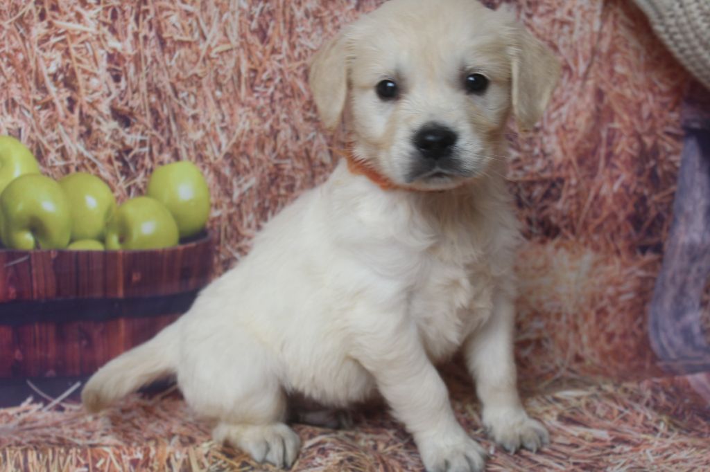 of caniland's dream - Chiots disponibles - Golden Retriever