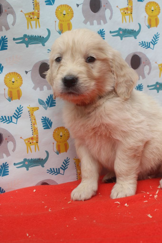 of caniland's dream - Chiots disponibles - Golden Retriever