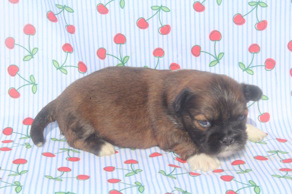 of caniland's dream - Chiots disponibles - Lhassa Apso