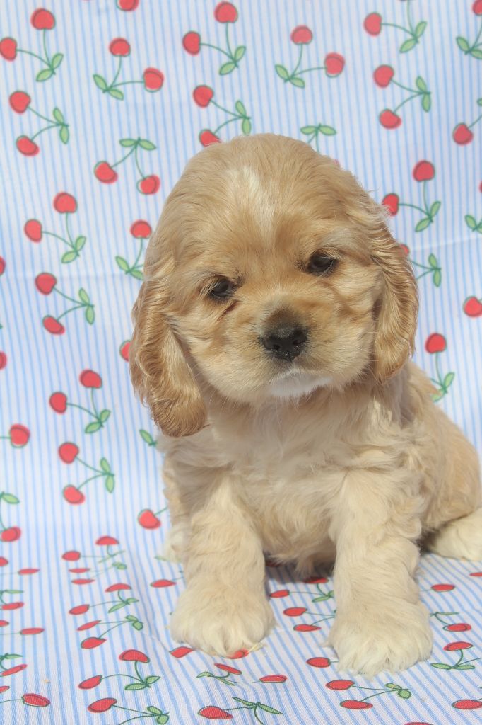 of caniland's dream - Chiots disponibles - American Cocker Spaniel