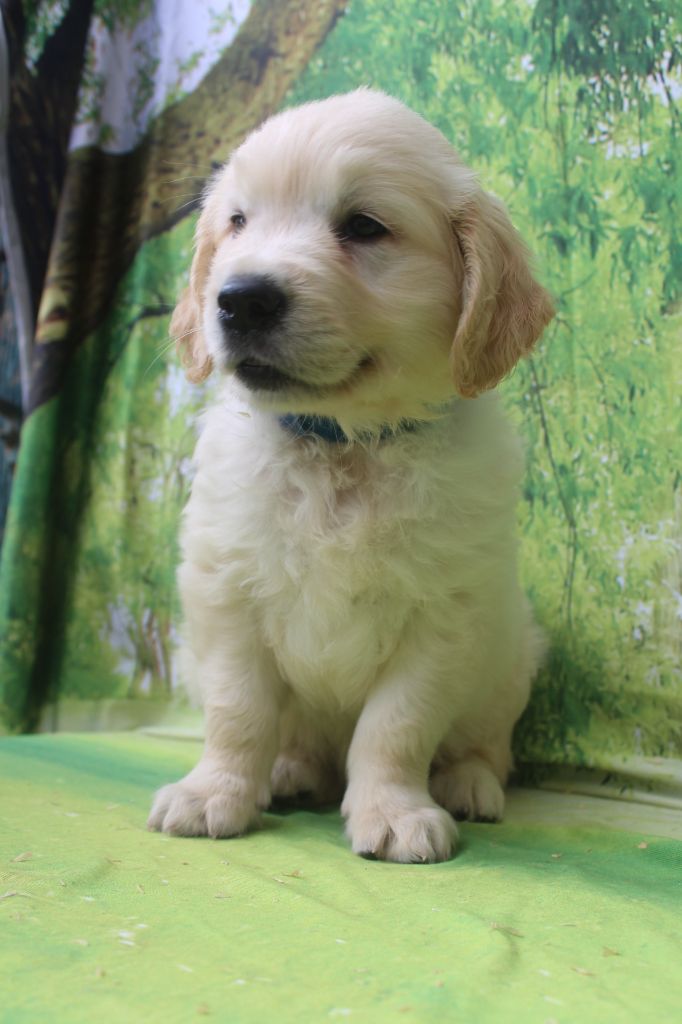 of caniland's dream - Chiots disponibles - Golden Retriever