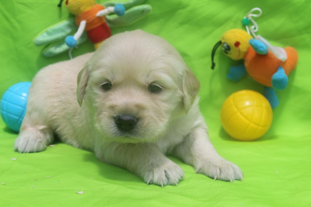 of caniland's dream - Chiots disponibles - Golden Retriever