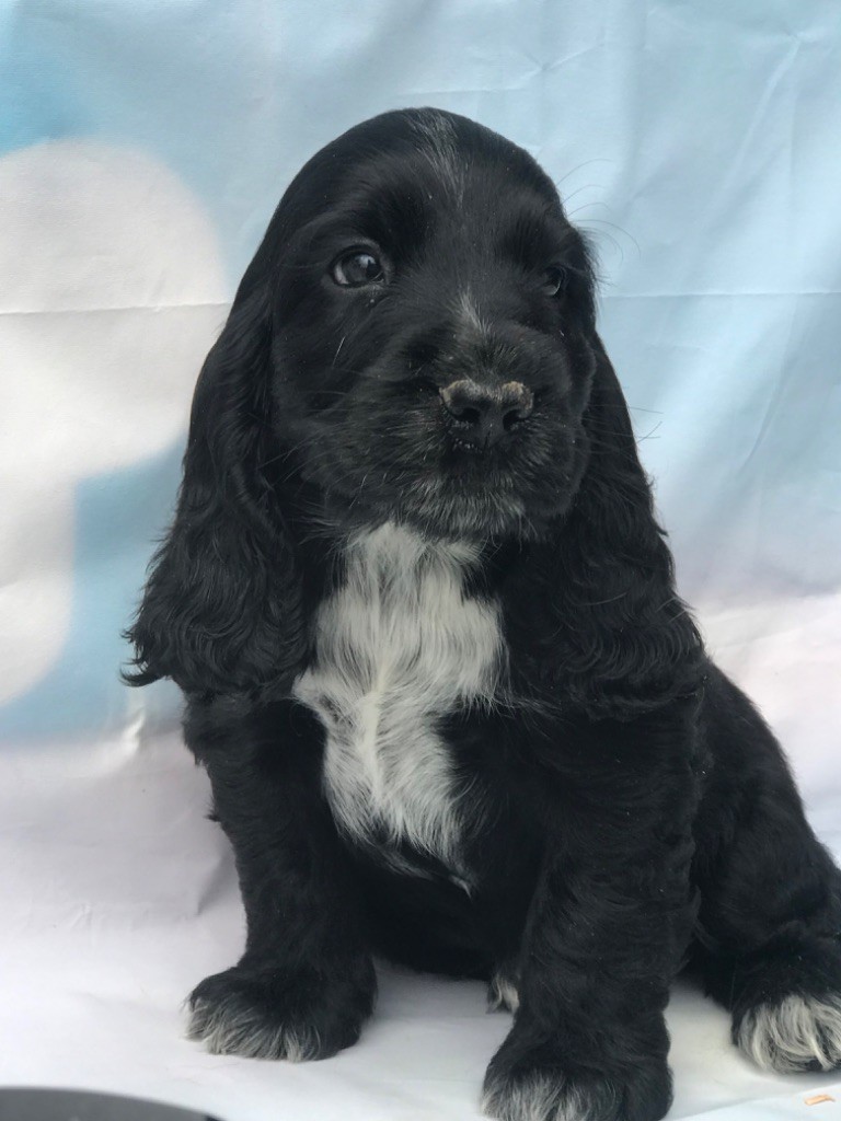 of caniland's dream - Chiots disponibles - Cocker Spaniel Anglais