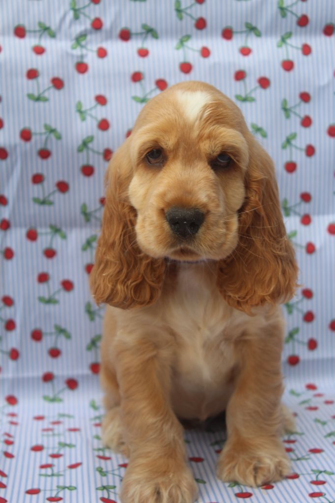 of caniland's dream - Chiots disponibles - Cocker Spaniel Anglais