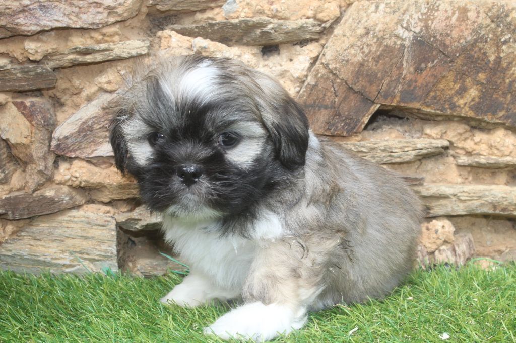 of caniland's dream - Chiots disponibles - Lhassa Apso