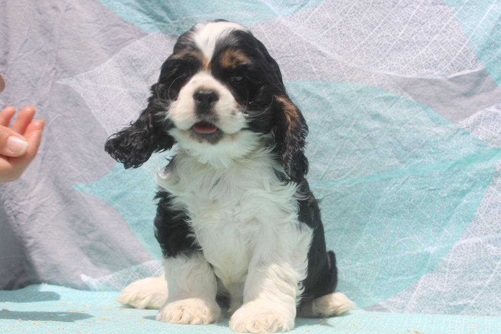 of caniland's dream - Chiots disponibles - American Cocker Spaniel