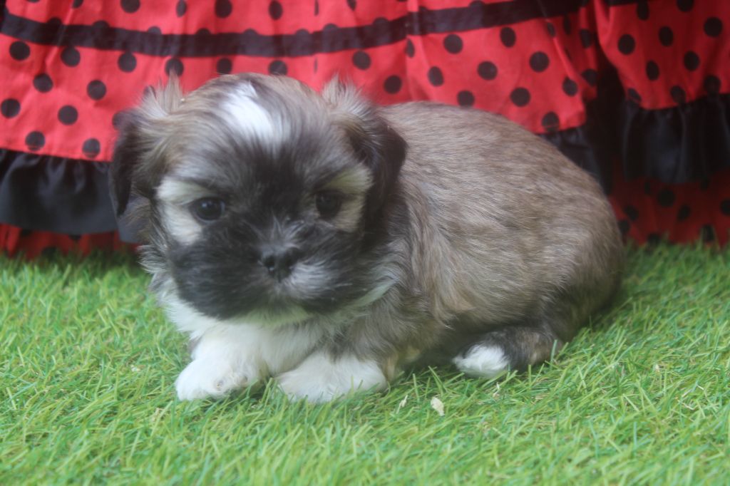 of caniland's dream - Chiots disponibles - Lhassa Apso