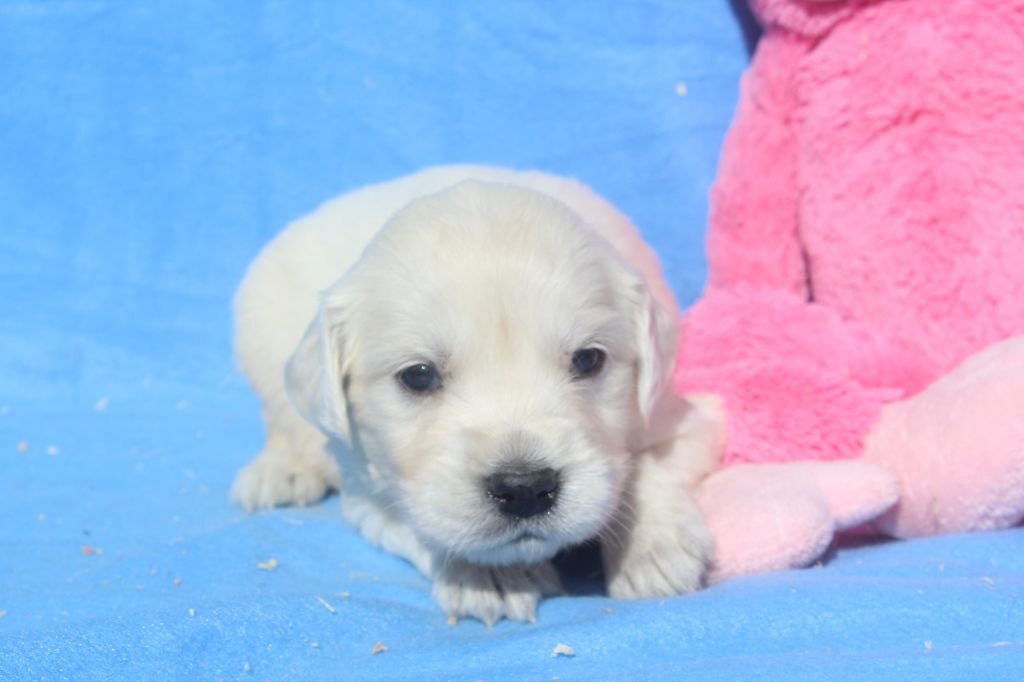 of caniland's dream - Chiots disponibles - Golden Retriever
