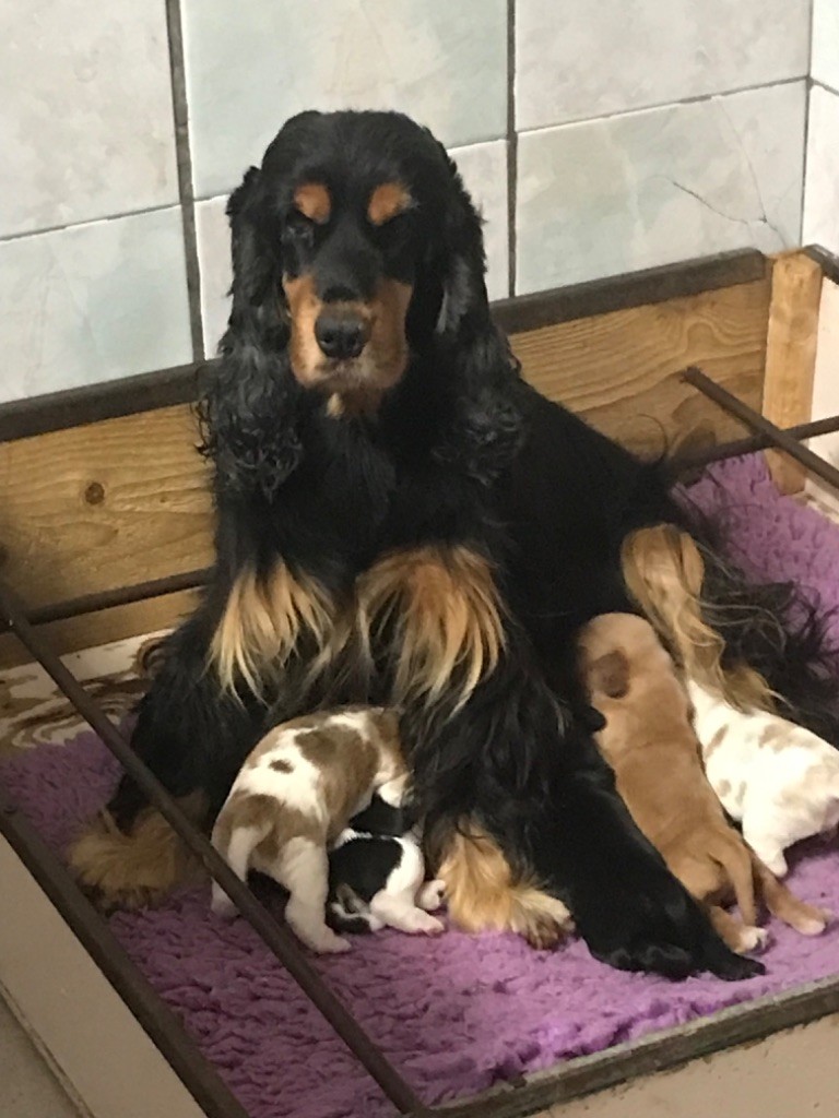 Chiot Cocker Spaniel Anglais of caniland's dream