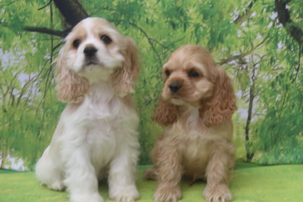 Chiot American Cocker Spaniel of caniland's dream